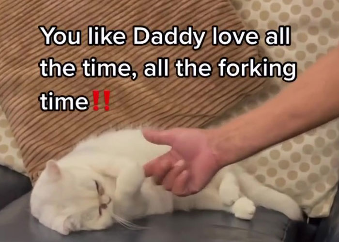 Dad Who Dislikes Cats Became Obsessed With The One His Son Brought Home, Now They’re Inseparable Dad Who Dislikes Cats Became Obsessed With The One His Son Brought Home, Now They’re Inseparable