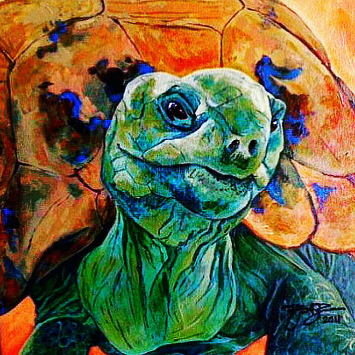 Ali The Aldabra Tortoise