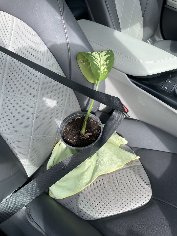 How My New Plant Came Home With Me