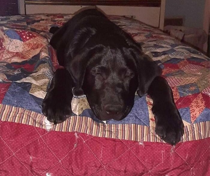 Finnigan's Big Puppy Paws