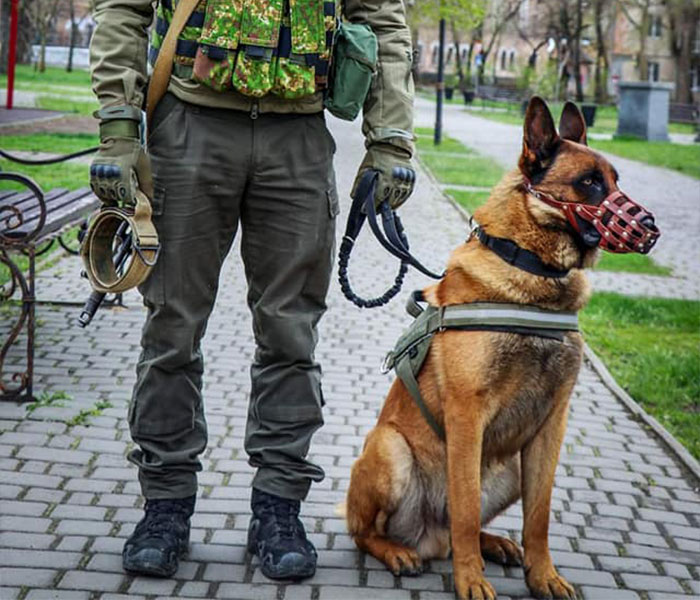 Dog Abandoned By Russian Troops Finds New Owners Within The Ukrainian Army Dog Abandoned By Russian Troops Finds New Owners Within The Ukrainian Army