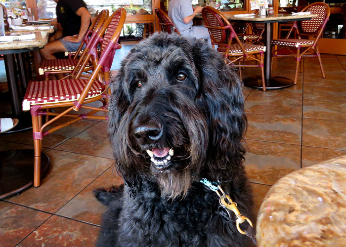 3.8M People Have Adored This Video Of Man Having The Sweetest Dinner Date With His Dog 3.8M People Have Adored This Video Of Man Having The Sweetest Dinner Date With His Dog