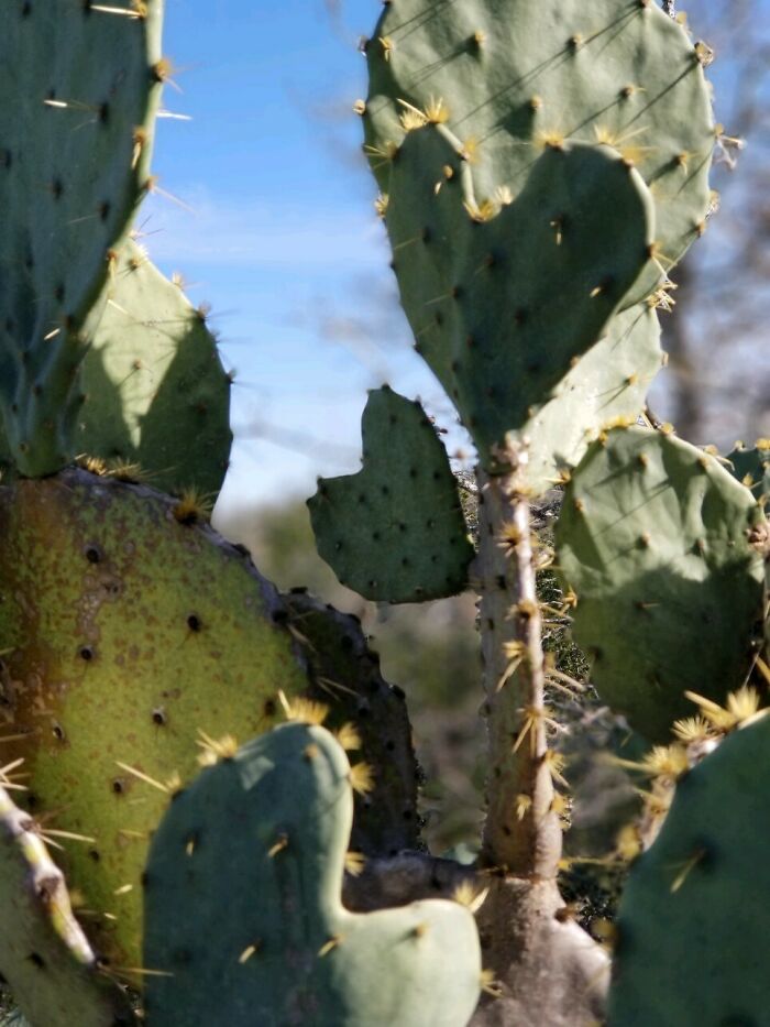 Heart-Shaped Cactus (A Photo I Took With My Best Friend In Their New Home In Austin. I Don't Get To See Them Very Often And Time Zones Make It Difficult To Communicate. However, Whenever I See Hearts In Nature I'm Reminded Of Them And Our Hunt For These Cacti.)