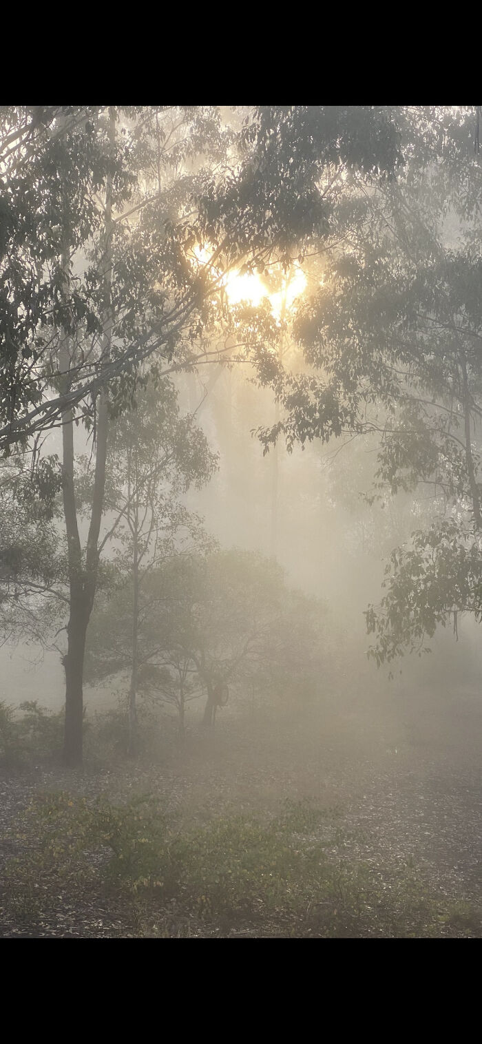 I Like How The Sun Cuts Through The Fog