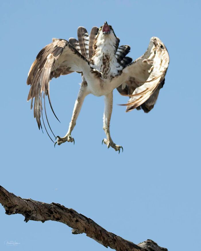 It Can Be Extremely Difficult To Capture The Beauty And Elegance With Which An Osprey Takes Off. So Glad I Was Able To Nail It