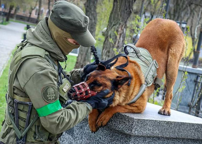 Dog Abandoned By Russian Troops Finds New Owners Within The Ukrainian Army Dog Abandoned By Russian Troops Finds New Owners Within The Ukrainian Army