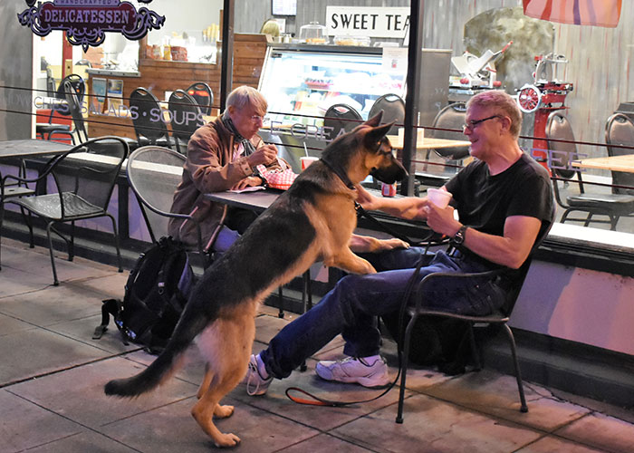 3.8M People Have Adored This Video Of Man Having The Sweetest Dinner Date With His Dog 3.8M People Have Adored This Video Of Man Having The Sweetest Dinner Date With His Dog