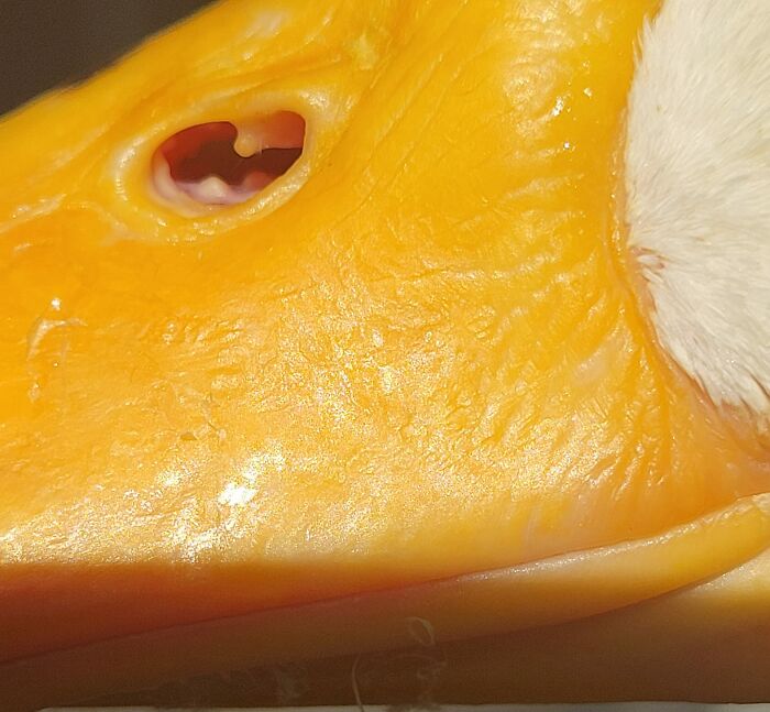 I Meant To Get A Nice Close Up Of My Happy Duck's Face. I Hit The Macro Setting On Accident. So If You Ever Wanted To Look Up A Duck's Nose Today Is Your Chance!