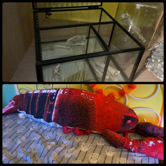 Bone Collection And A 5 Ft Lobster Pillow 😅