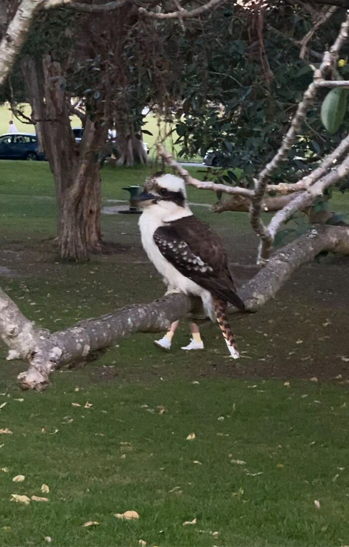 It’s All In The Timing … Bird Or Man?