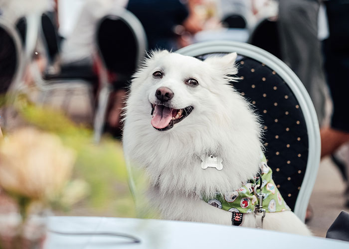 3.8M People Have Adored This Video Of Man Having The Sweetest Dinner Date With His Dog 3.8M People Have Adored This Video Of Man Having The Sweetest Dinner Date With His Dog