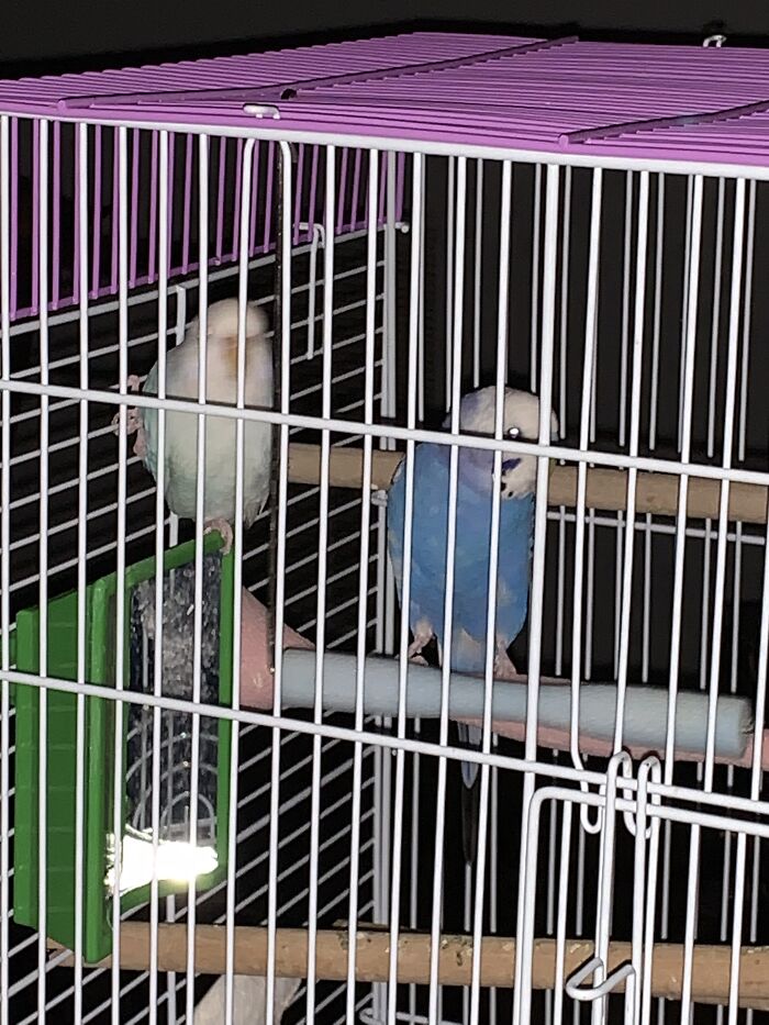 My Parakeets. I Taught Them To Scream When Someone Comes Into The Room