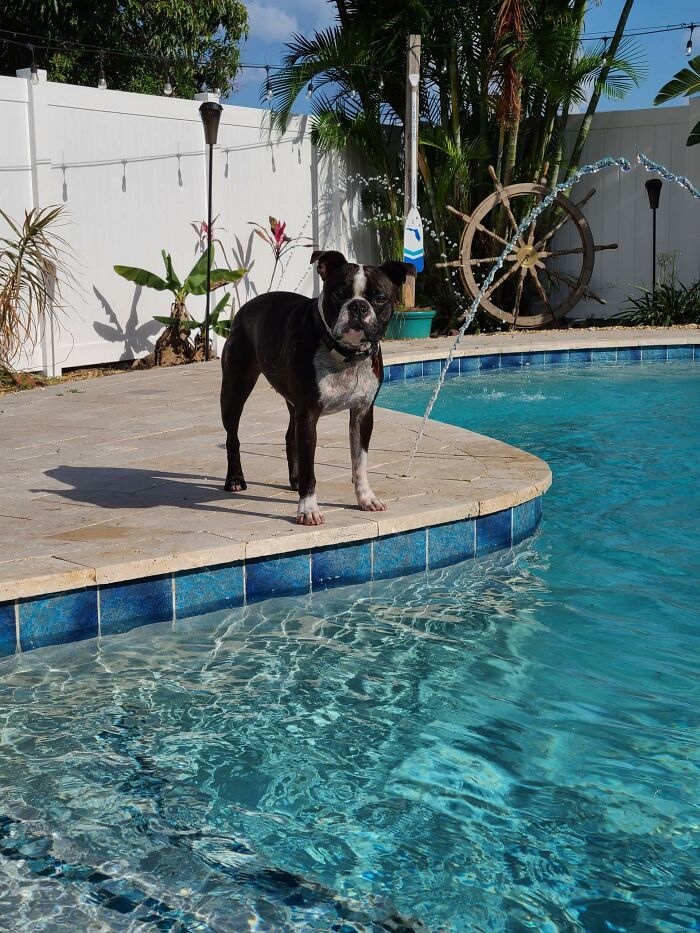 Sully (My Aunty And Uncles Dog ) Gets To Do Stuff Like This