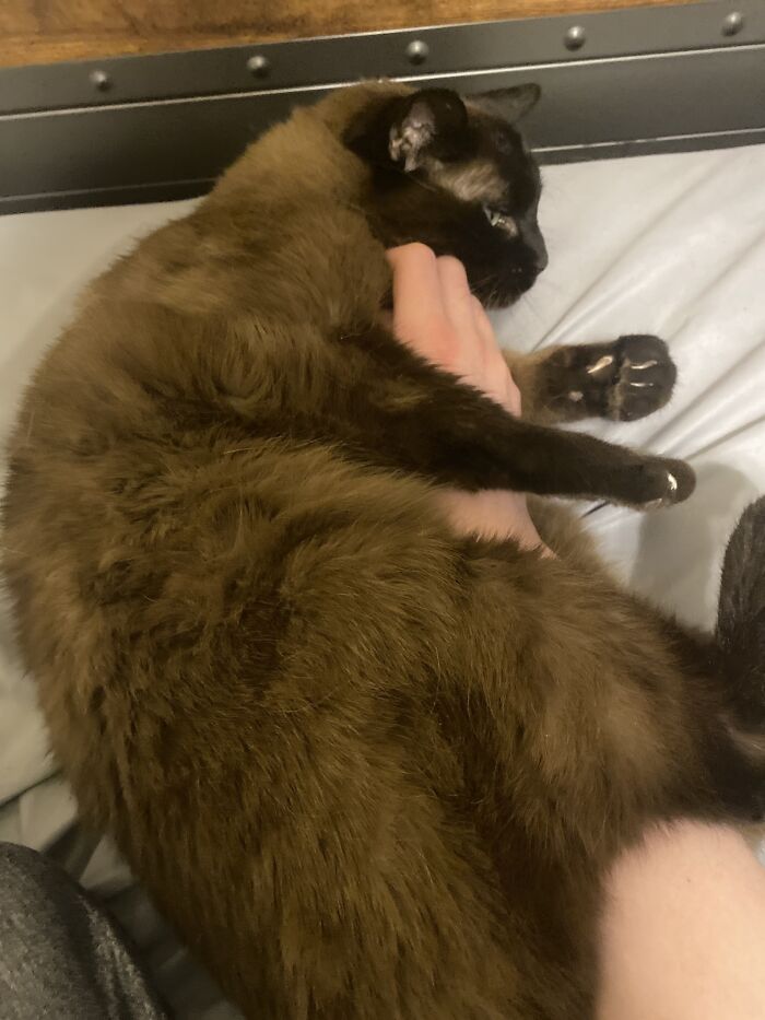 He Curls Up Into A Ball In An Attempt To Keep My Hand Where He Wants It To Be, Petting His Belly.