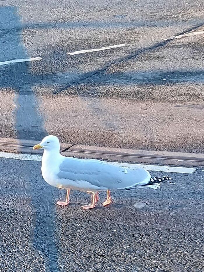 New Phone, Been Taken Panoramic Landscapes Then This Chap Came Along And Forgot To Switch Modes