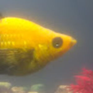 brianoconnor_1 avatar