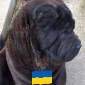 juliannecurrie avatar