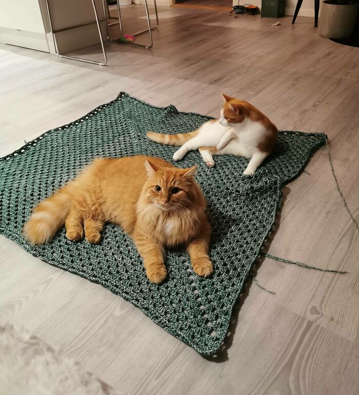 My So Laid Out Her Crochet Project On The Floor To Measure It. Not Even 30 Seconds Later...
