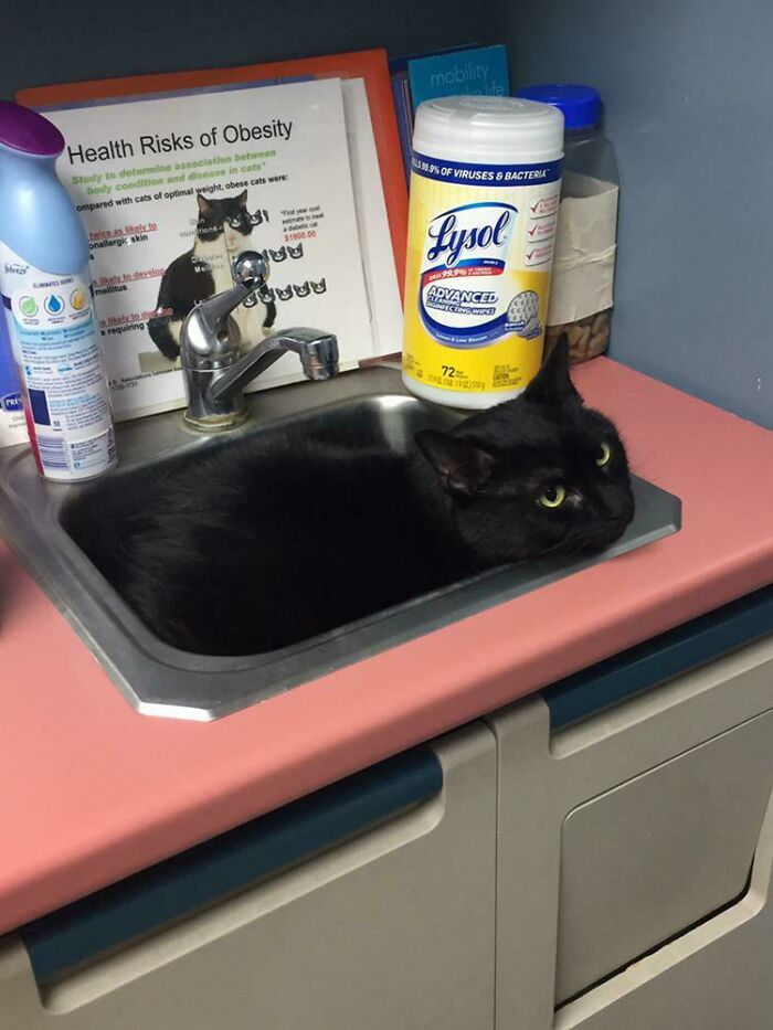 The Vet Has Informed Me That This Is A Nearly-Universal Occurrence