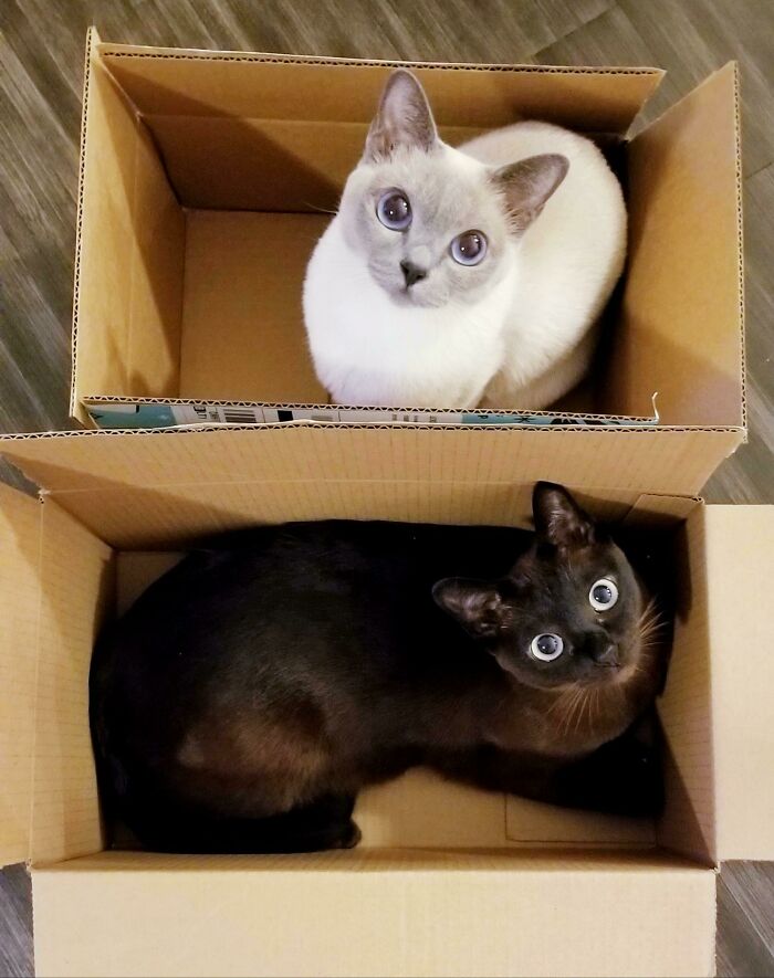 A Trap For Each Cat