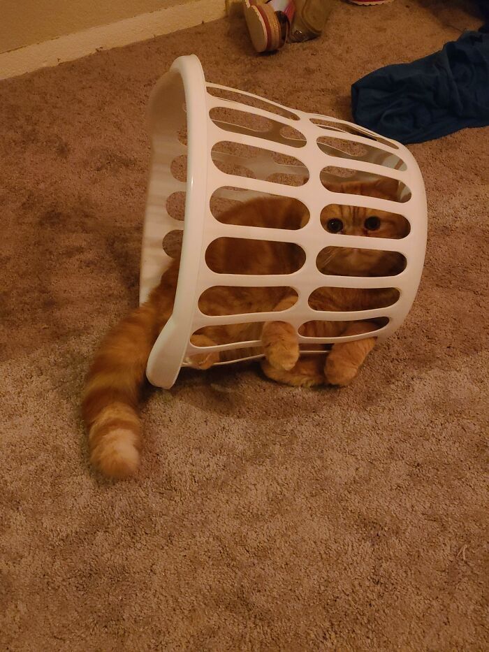 I Have Never Met A Cat Who Loves Cat Traps As Much As Gary