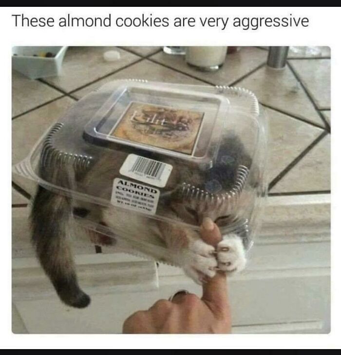 Damn Almonds