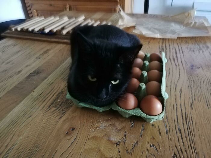 Egg Trap