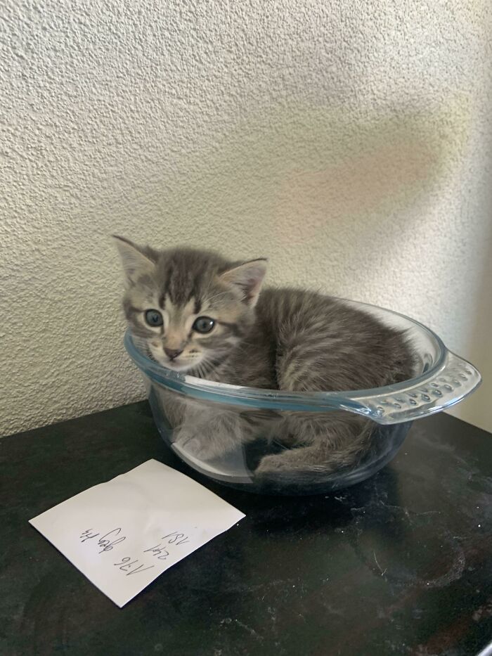 I Caught A Kitten With The Bowl I Use To Weigh Them In