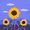 sunflower_2 avatar