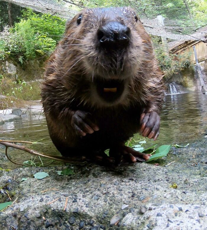 Filbert The Beaver Lives At The Oregon Zoo