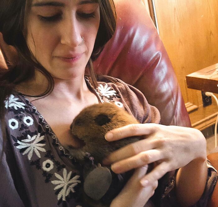 Seven Years Ago, I Snuggled A Baby Beaver