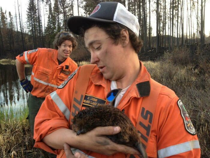 Bombero de Ontario salva a un castor durante uno de los mayores incendios forestales de Canadá