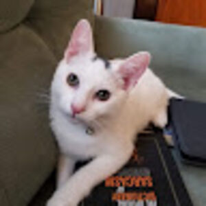 michelesteele avatar