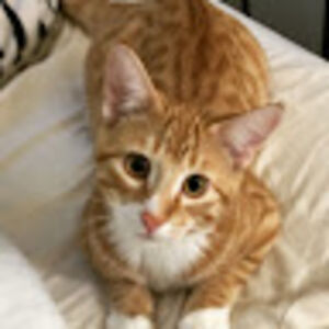 frankieingram avatar