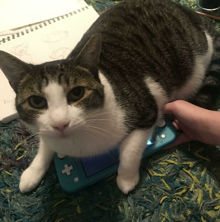 “You Can’t Play Animal Crossing! I’m The Only Animal You Need”
