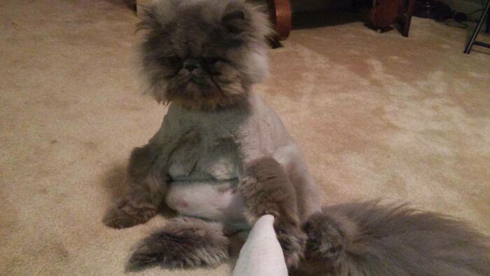 Mister Isn't Happy That I Have Exposed His Potbelly And Kitty Moobs After His Haircut