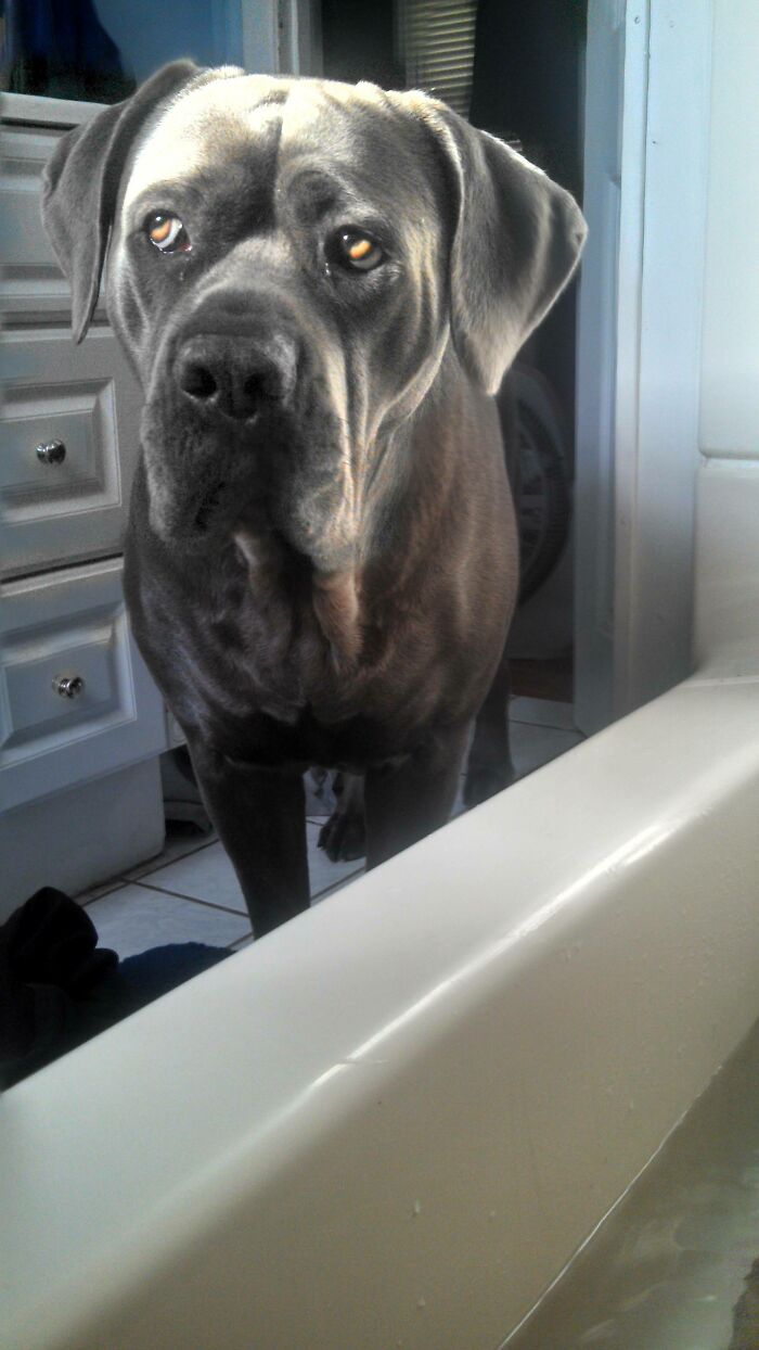 She Has No Sense Of Personal Space. Feels Like I Have A Horse Watching Me Bathe Every Day