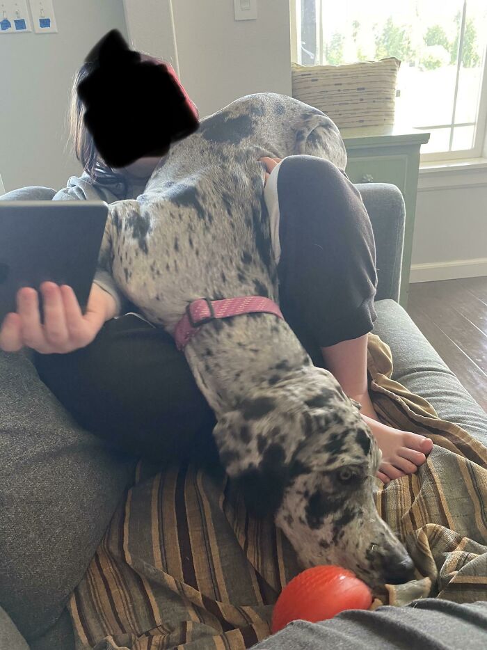She Is A Typical Great Dane - No Clue She Is Huge And Couldn't Care Less About Personal Space