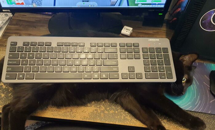 Cat Determined To Be On Keyboard Or In Keyboard Space. Solution, Put Keyboard On Cat. She Let Me Use The Keyboard For The Next Ten Minutes Like This