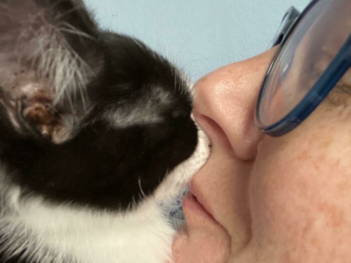 Who Needs Personal Space? Foster Kitty Settled In Literally Under My Nose And Fell Sound Asleep