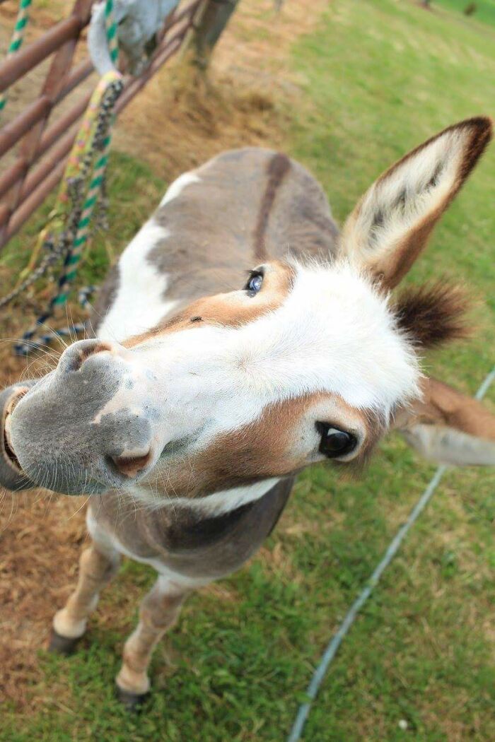 My Miniature Donkey Is A Special Kind Of Aww!