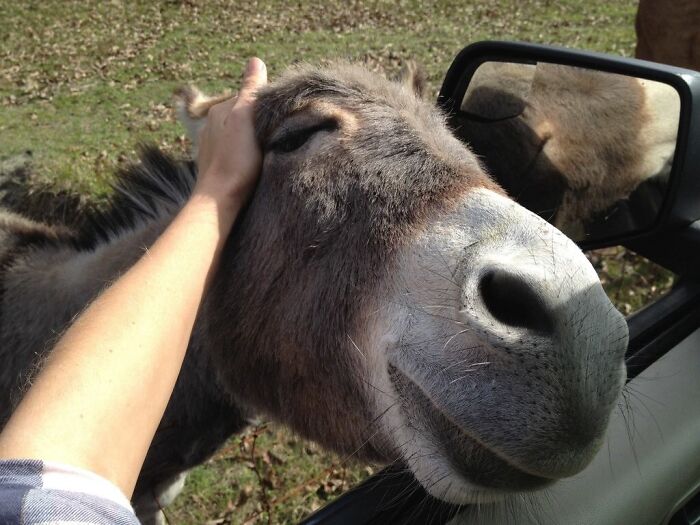 Acknowledging My Cake Day With A Friend's Mini-Donkey