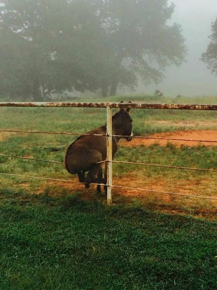 Burro sobre una valla