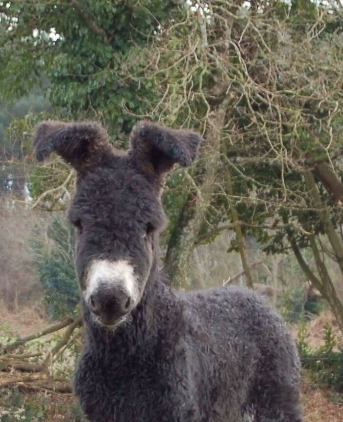 Behold, A Curly-Haired, Floppy-Eared Donkey