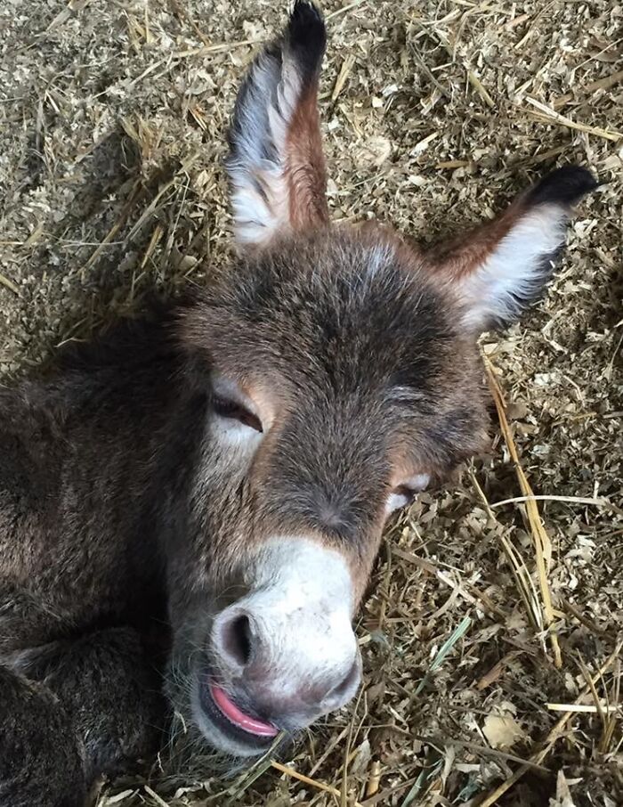 Newborn Donkey... Smiling?
