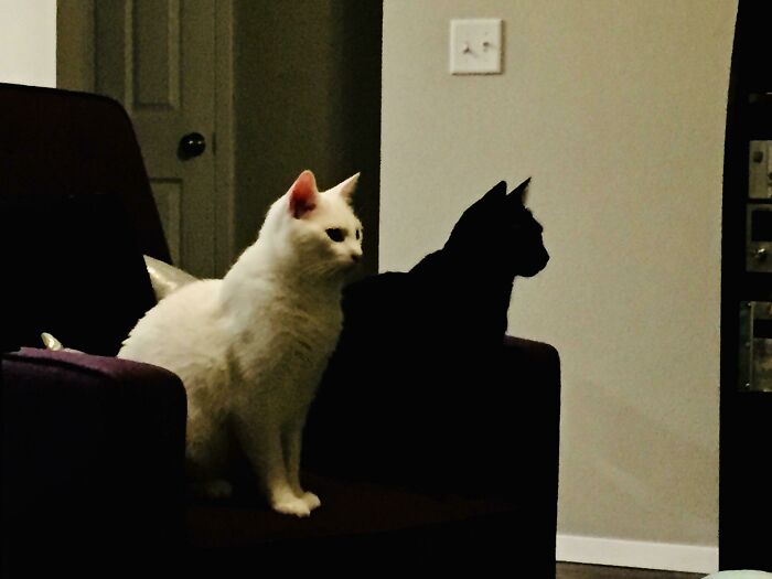 Mi gato negro parece la sombra del blanco