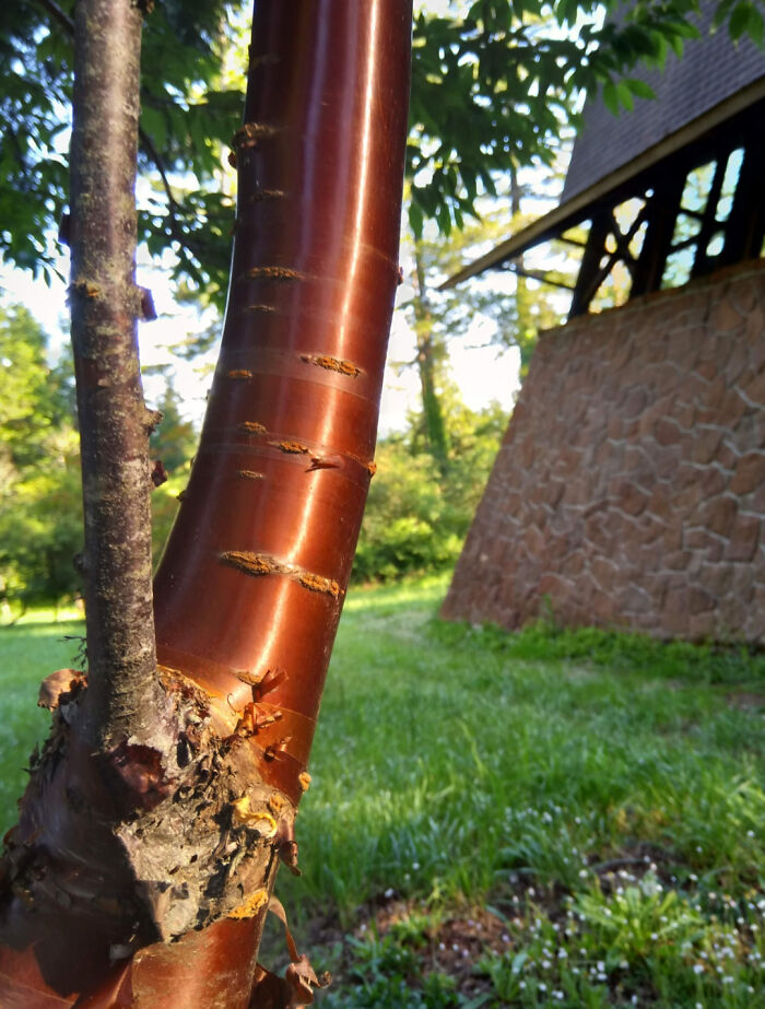 This Tibetan Cherry Tree At My Local Park Looks Like Copper