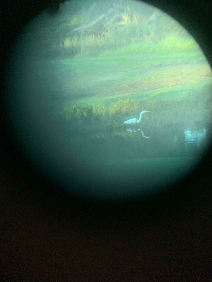 This Photo I Took Of A Bird Through My Binoculars Looks Like A Planet