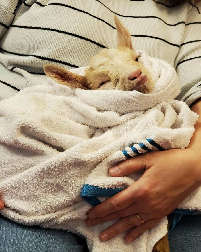 Helping Take Care Of The Sassiest New Born At Work