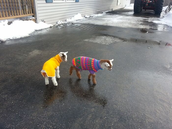 Friend Just Had Baby Goats, And He Got Sweaters For Them